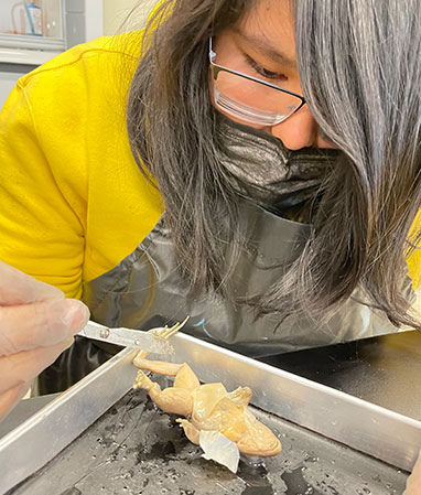 Student dissecting a frog